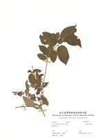 藏品(臺灣白珠樹)的圖片
